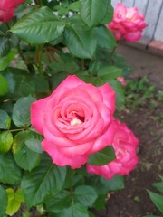 pink roses in garden