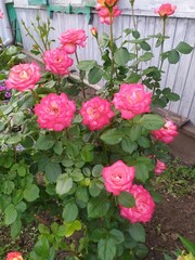 pink roses in a pot