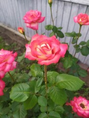 pink roses in garden