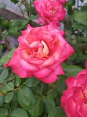 pink roses in garden