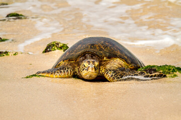 Green sea turtle slowly moving on shore and crawling to a location suitable for laying eggs, near Panaluu, north shore, Island of Oahu, Hawaii
