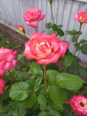 pink roses in garden