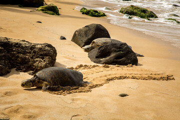 Two Green sea turtles slowly moving on shore and crawling to a location suitable for laying eggs, near Panaluu, north shore, Island of Oahu, Hawaii