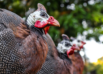 Galinhas da Angola empoleiradas