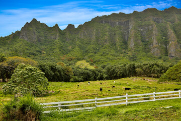 Cattle in a meadow on a cattle ranch near Panaluu on the north shore of the island of Oahu, Hawaii.