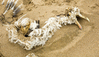 The skeleton of a partially decomposed seagul, with some feathers,  on the sandy beach at Canon Beach on the north Oregon coast.