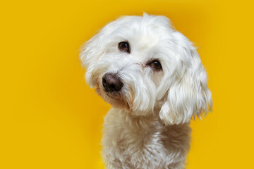 Cute puppy dog tilting head side. Isolated on yellow background.