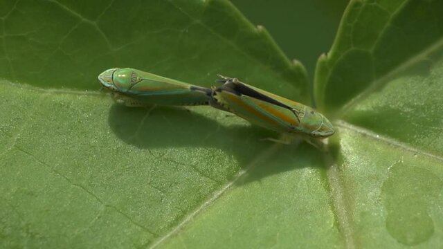 Leaf Hoppers mating