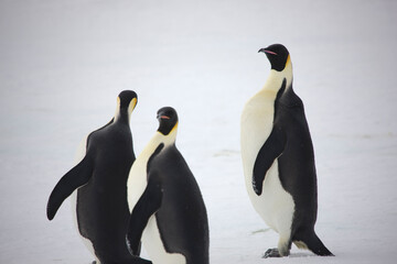 Antarctica emperor penguins close-up on a cloudy winter day