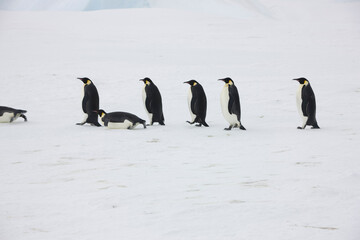 Fototapeta na wymiar Antarctica emperor penguins return from hunting on a cloudy winter day