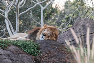 Sleeping lion at one theme park safari