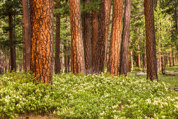 A grove of ponderosa pine trees near Sisters in central Oregon.  Manazinta bushes in bloom are in foreground.