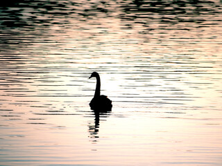 Swan over Lake Eola during sunrise