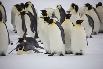 Obraz premium Antarctic group of emperor penguins close-up on a cloudy winter day