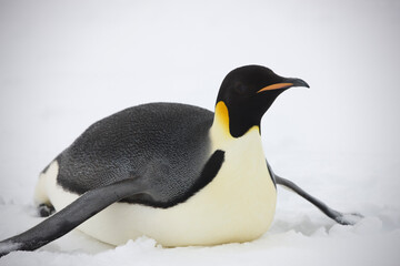 Antarctica portrait of an emperor penguin on a cloudy winter day