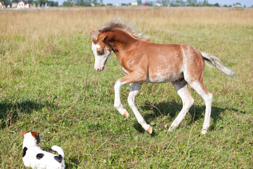 Fototapeta na wymiar foal running on the meadow