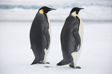 Fototapeta na wymiar Antarctic group of emperor penguins close-up on a cloudy winter day