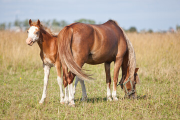 Fototapeta na wymiar horse and foal in field