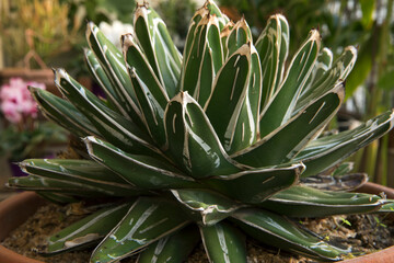 Succulents. Closeup of an Agave ferdinandi regis plant, also known as Royal Agave, long green leaves with thorns in the shape of a rosette.  