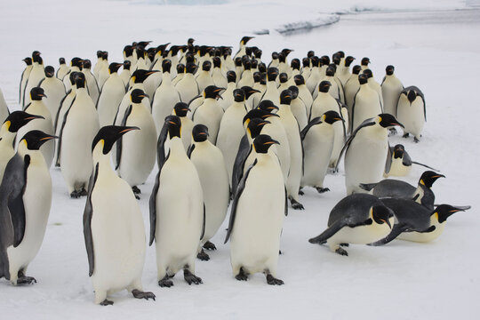 Antarctic Group Of Emperor Penguins Close-up On A Cloudy Winter Day