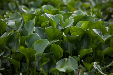 Water Hyacinth grows on the Buriganga River.