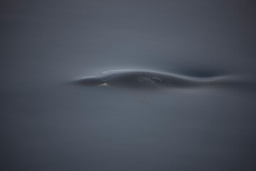 Antarctic emperor penguin in water close-up on a cloudy winter day