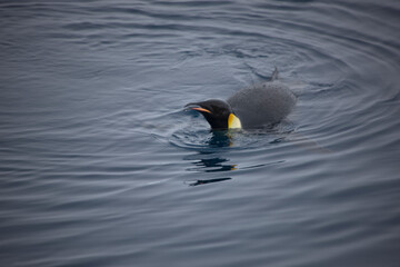 Antarctic emperor penguin in water close-up on a cloudy winter day