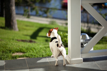 jack russell terrier