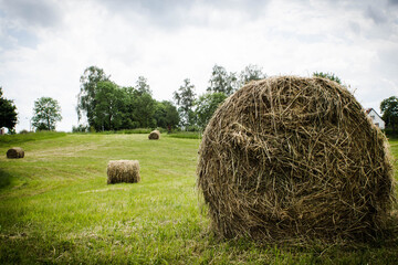 Gold straw bales during hay harvest on the field, country landscape, straw bale