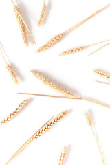 Pattern made of wheat spikelets on white background.
