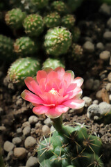 fiore rosa di pianta grassa, pink flower of succulent plant