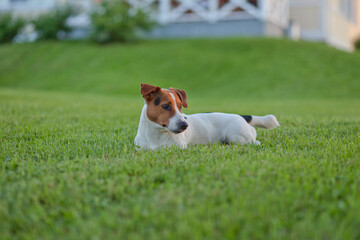 jack russell terrier