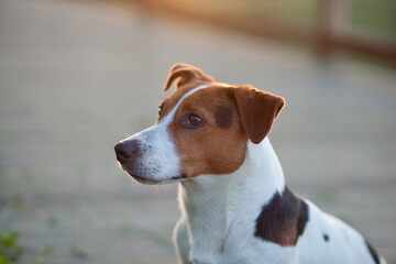 jack russell terrier