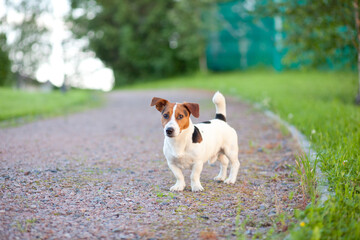 jack russell terrier