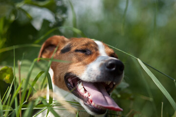 dog on grass