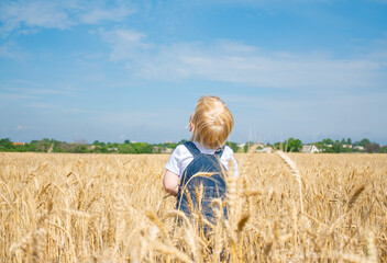 Naklejka na ściany i meble a little boy with blond hair stands in a wheat field and looks up at the sky, view of a child from the back.