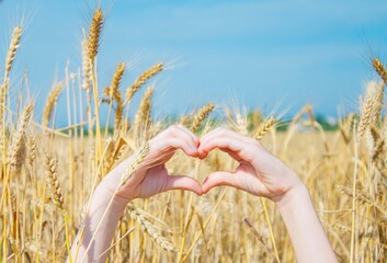 hands folded in the shape of a heart on the background of spikelets and blue sky in a wheat field