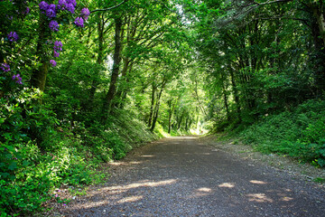 This old railway track is now used as a cycle and walking path, The Camel Trail, near Bodmin, Cornwall, England, UK.