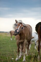 horse in the field