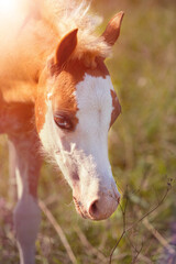 portrait of a horse