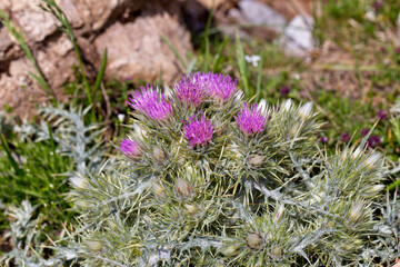 A clustered head of Purple Starthistle or Red Starthistle (Centaurea calcitrapa) growing high in the Picos de Europa, Cantabria, Spain.