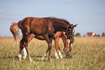 horse and foal