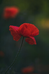 Fototapeta premium poppy