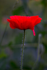 poppy