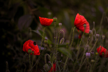 poppy