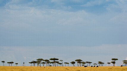 African savanna in the Maasai Mara National Park, Kenya