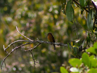 brown bird