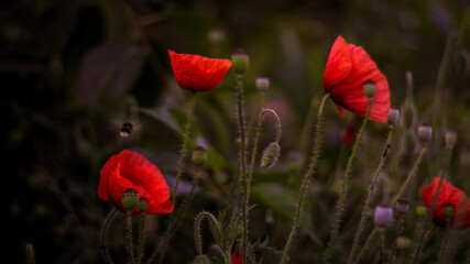 Naklejka premium poppy
