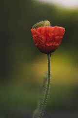 poppy