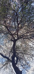 tree and sky